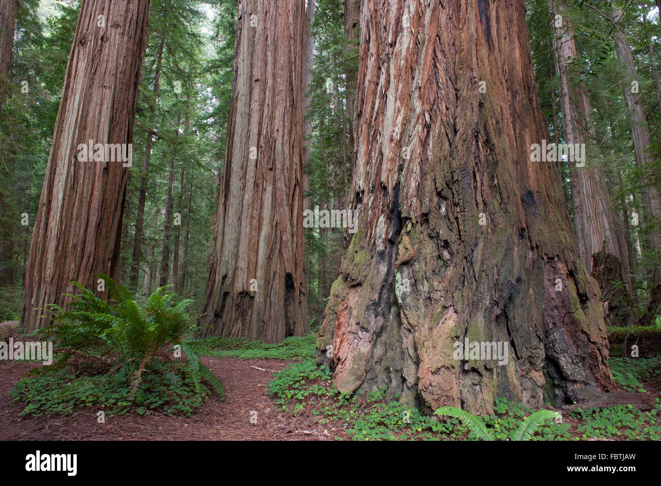 Giganteschi alberi di sequoia, Parco Nazionale di Redwood in California, Stati Uniti d'America Foto Stock