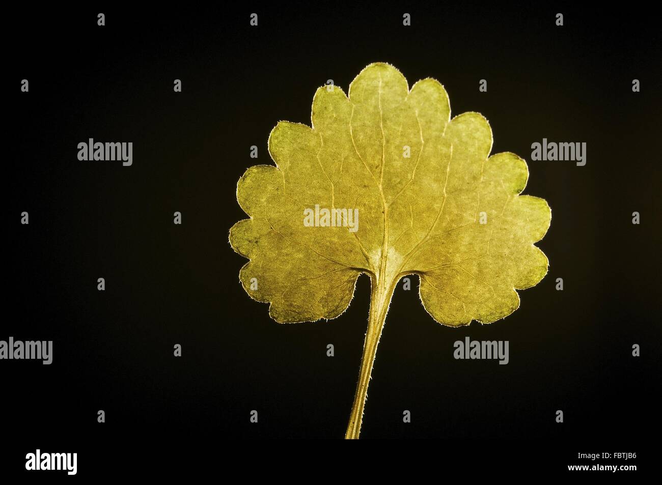 Foglie essiccate di una massa di edera Foto Stock