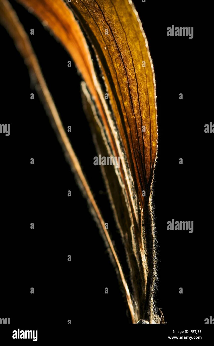 Piantaggine secchi Foto Stock