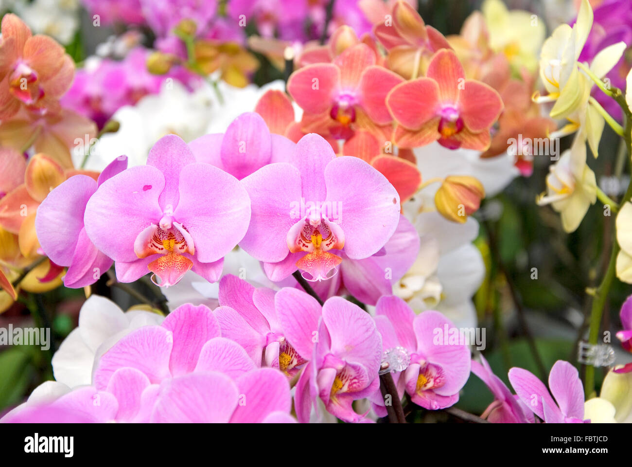 orchidee Foto Stock