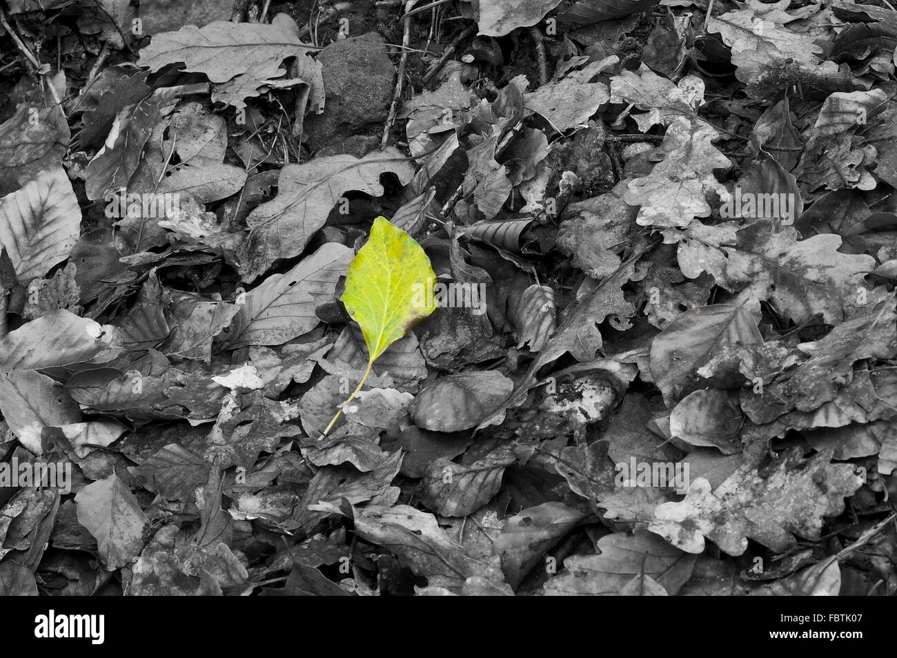 Foglie di autunno Foto Stock