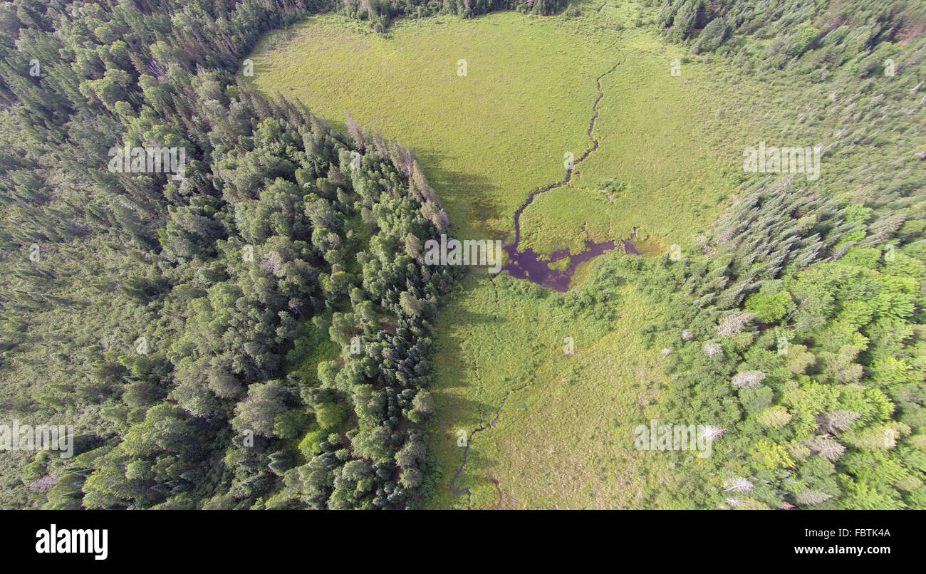 Un piccolo ruscello è stato arginato dai castori formando un laghetto in Wisconsin sedge prato zona umida. Foto Stock