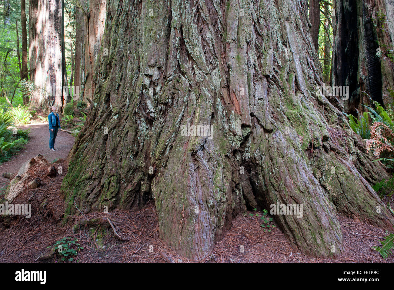 Donna in piedi ai piedi del gigantesco albero di sequoia nel Parco Nazionale di Redwood in California, Stati Uniti d'America Foto Stock