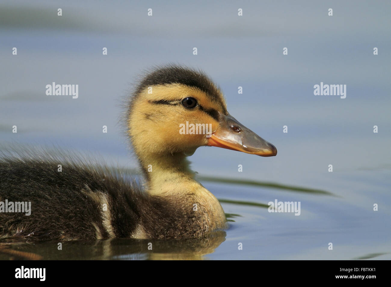 Mallard giovane pulcino su acqua Foto Stock