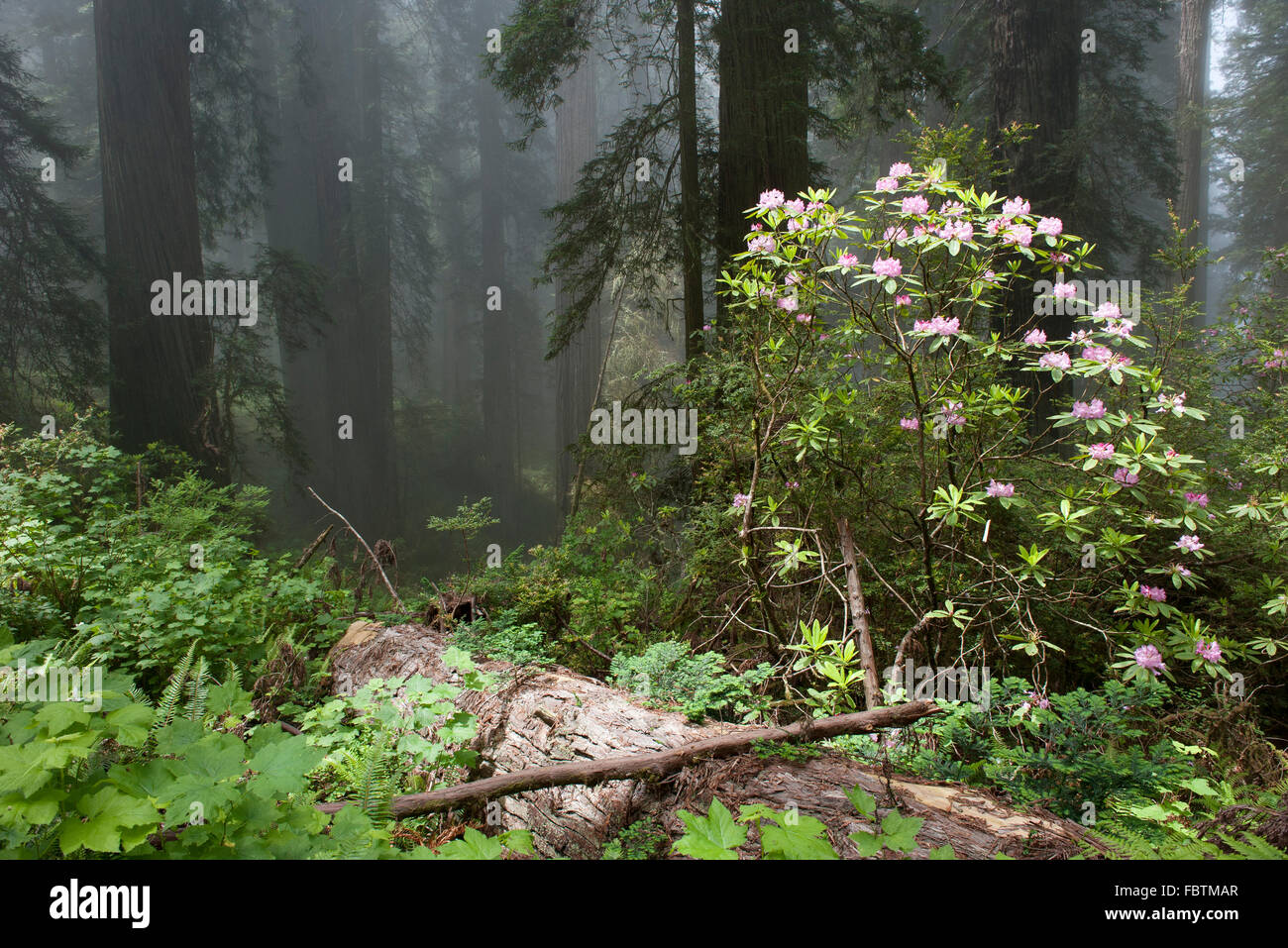 Azalea in fiore nel bosco Foto Stock