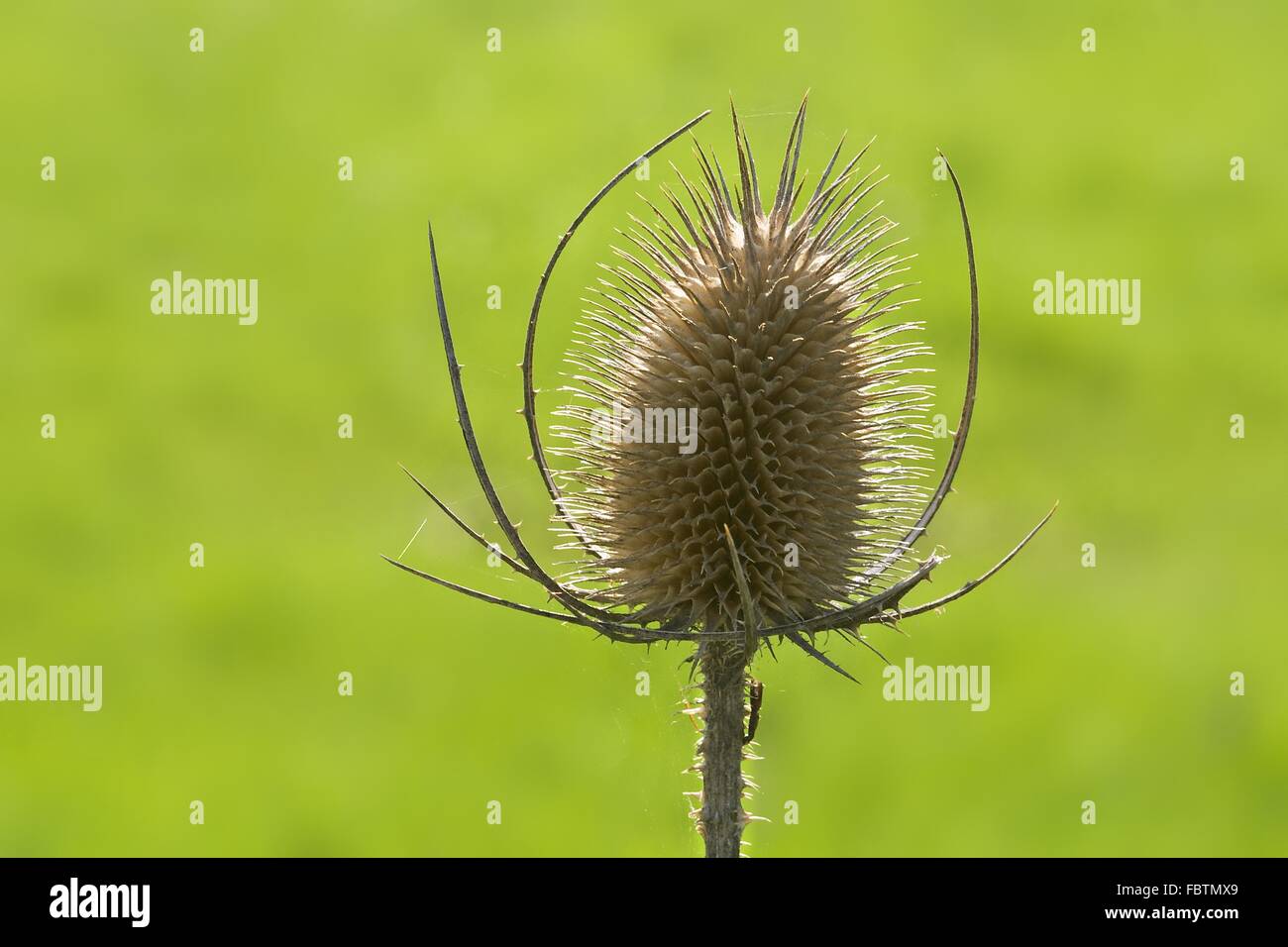 Wild (Teasel Dipsacus fullonum) Foto Stock