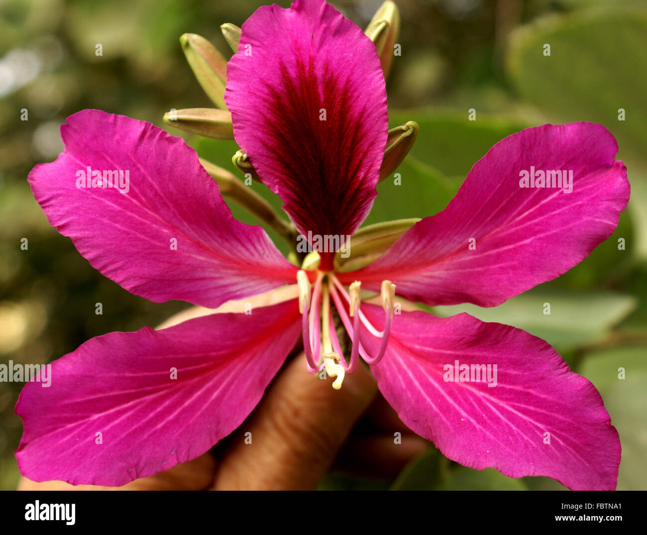 Bauhinia blakeana x, Hong Kong Orchid tree, sterili ibrido con il rosso porpora fragranti orchidea-come i fiori Foto Stock