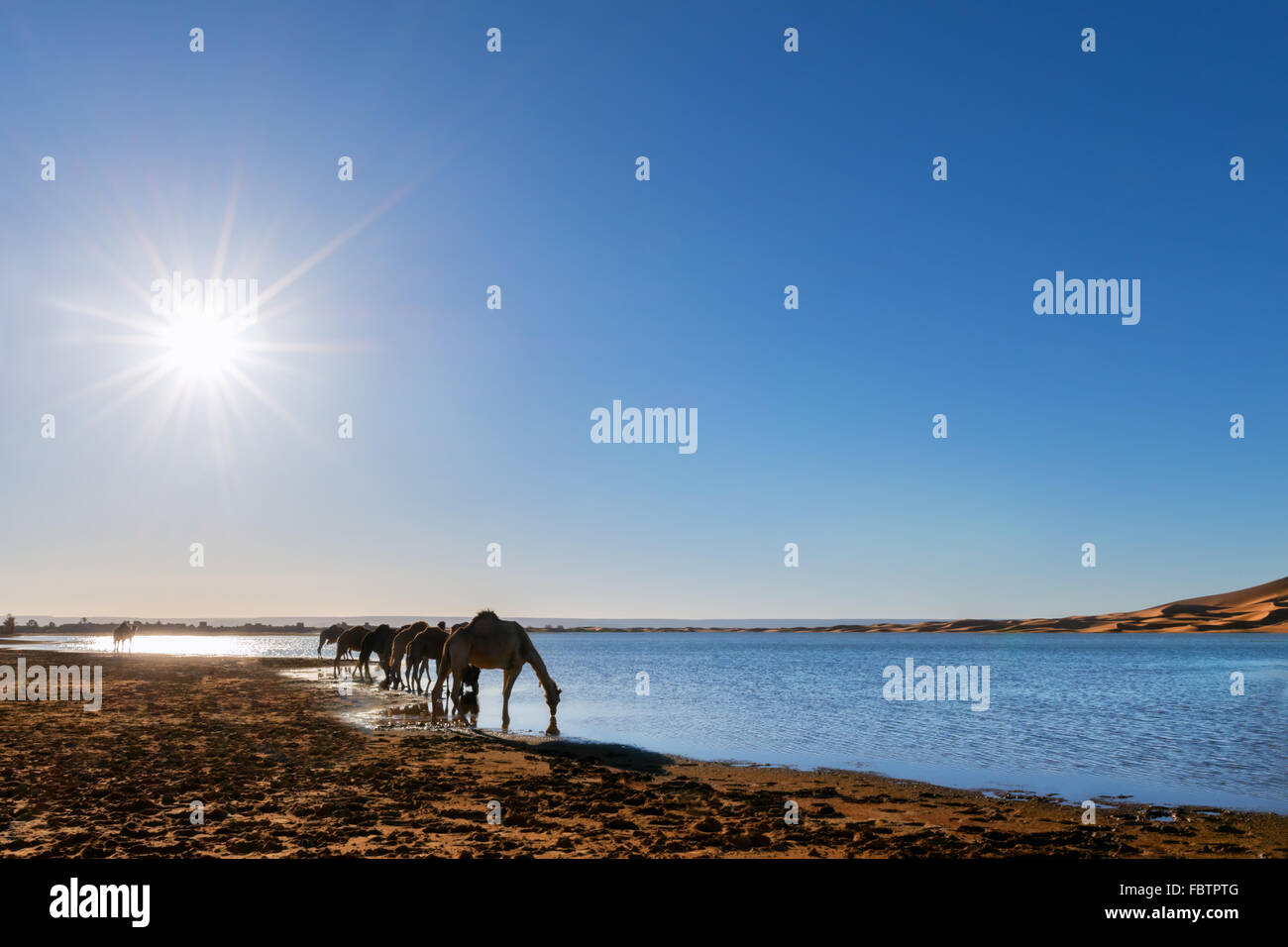 Dromedari bere acqua a pioggia-riempito lago presso le dune di sabbia di Erg Chebbi, Merzouga, Marocco. Foto Stock