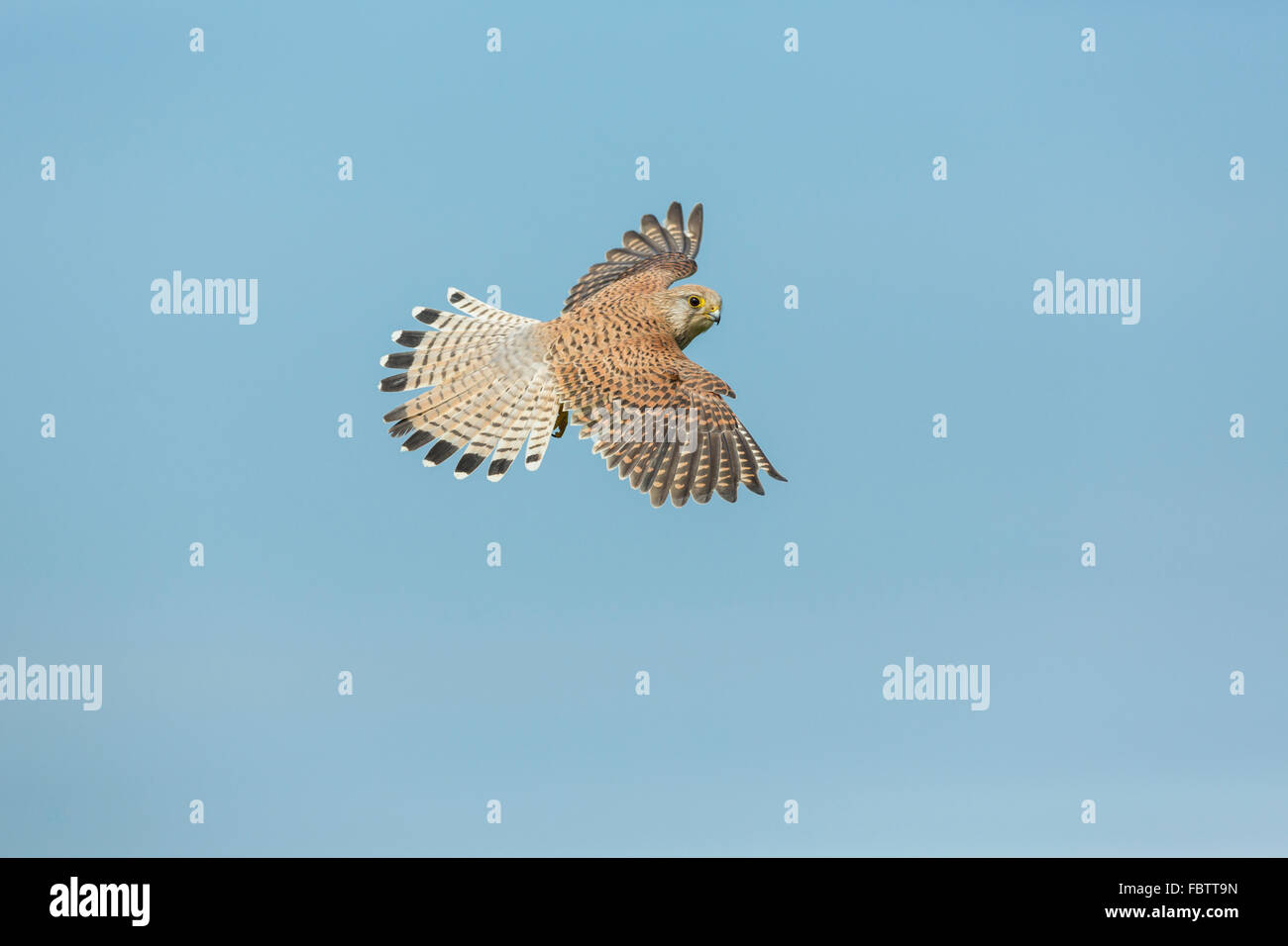 Femmina singolo europeo comune Gheppio Falco tinnunculus volare con ali stese contro blu cielo chiaro, Worcestershire Foto Stock