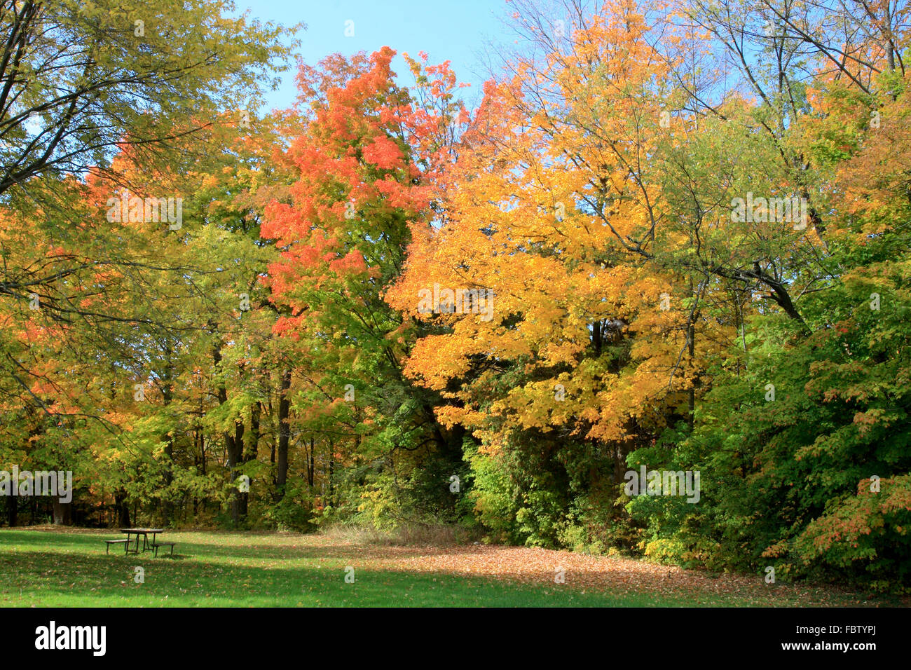 Autunno nel parco. Foto Stock