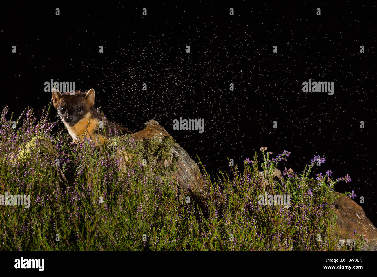 Unione Martora Martes martes in notturna a heather in a Ardnamurchan Peninsula, Highland, Scozia Foto Stock