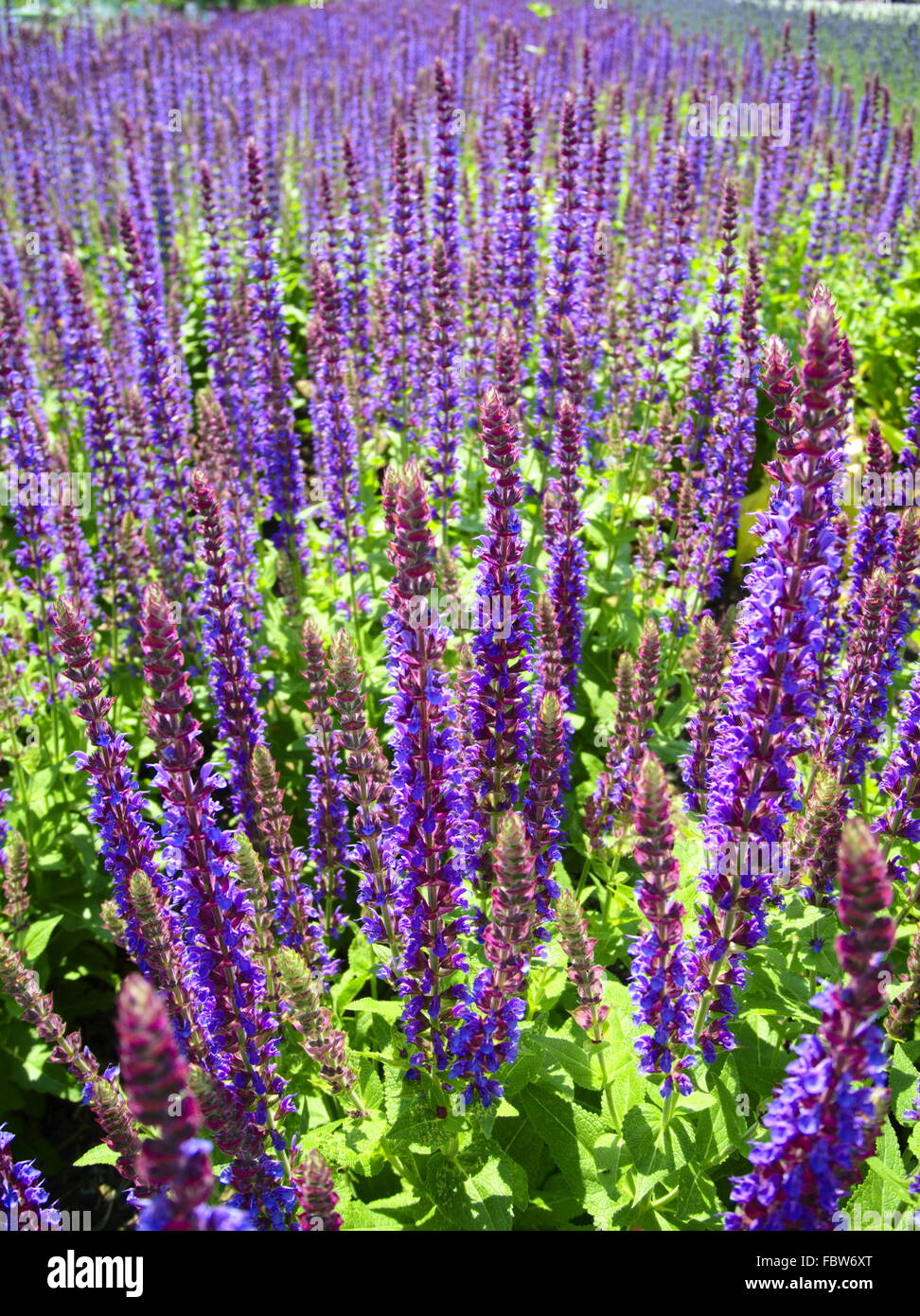Campo di lavanda Foto Stock