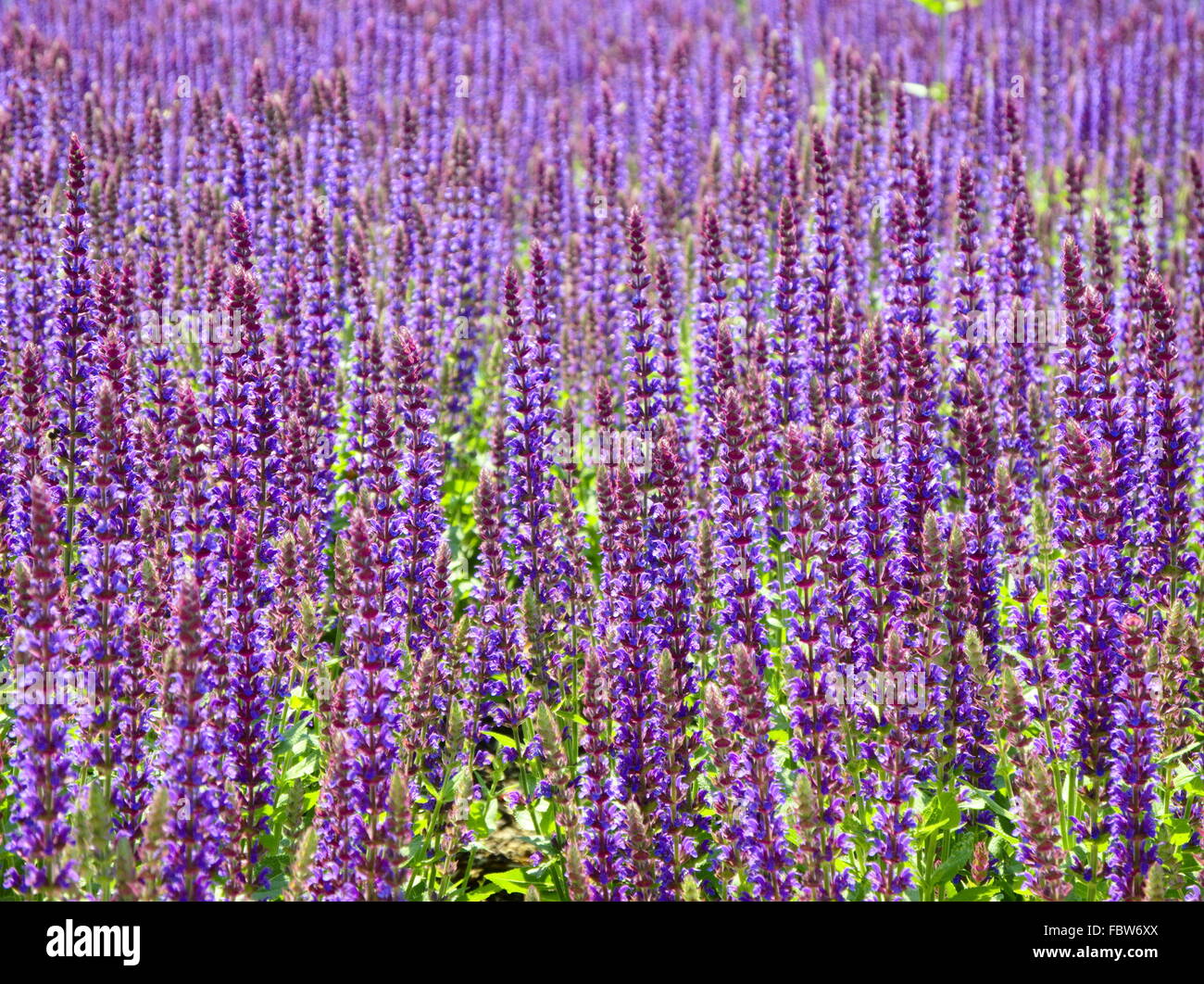 Campo di lavanda Foto Stock