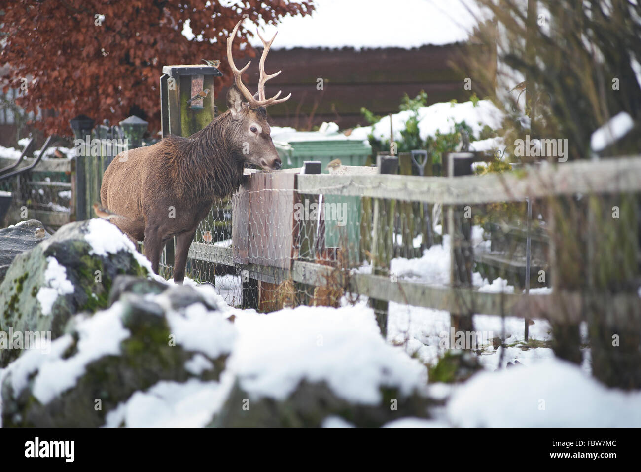 Cheeky Il cervo (Cervus elaphus) feste di addio al celibato in inverno la neve rubare'alimentazione degli uccelli dall'esterno cottage su Rannoch Moor Scozia Scotland Foto Stock