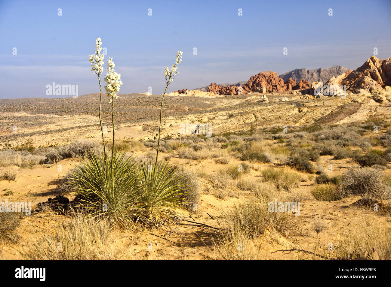 Deserto Yucca a valle del fuoco Foto Stock