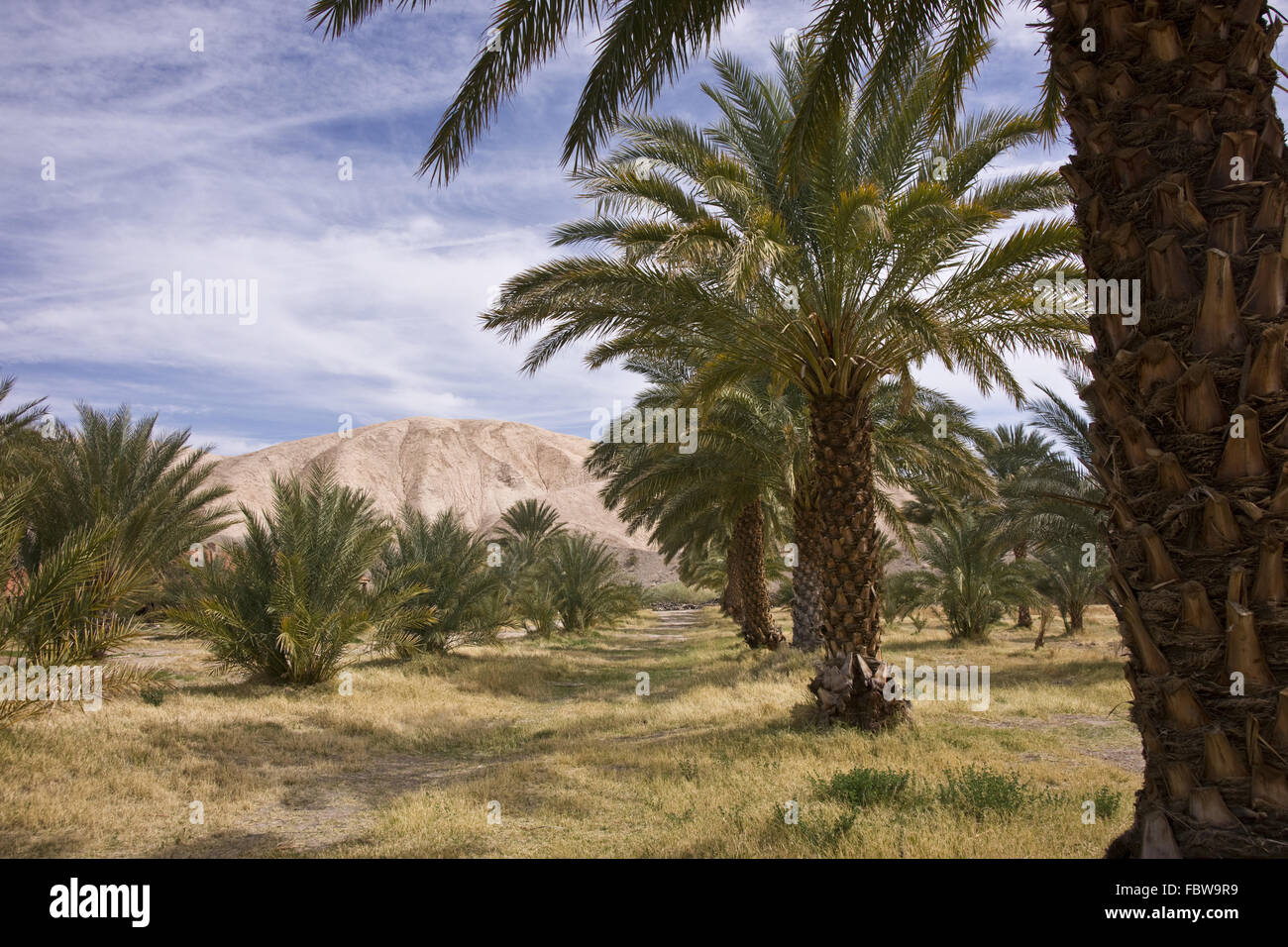 Data Desert Palm Oasis Foto Stock