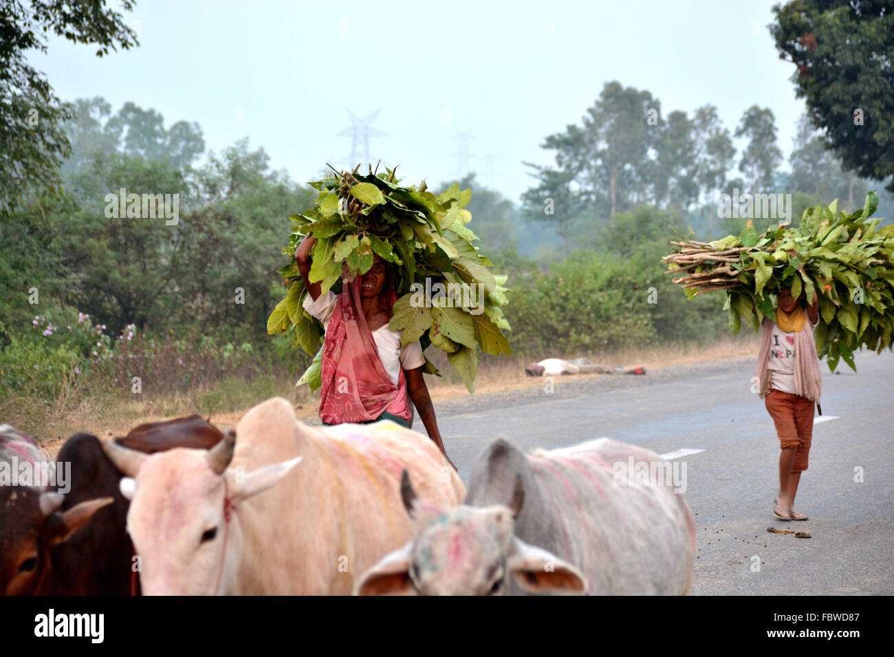 una falciaerba, Foto Stock