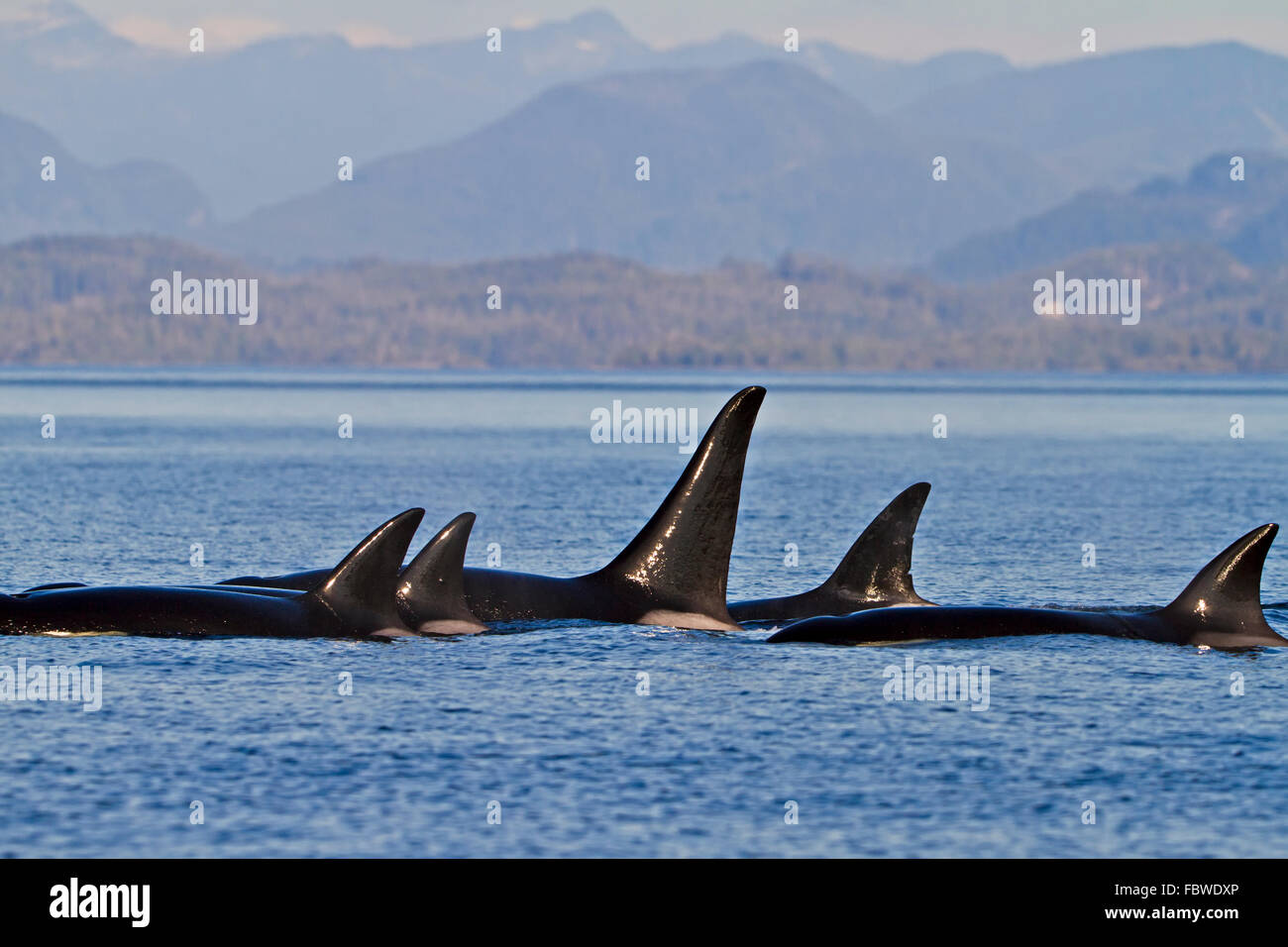 Transitori balene killer (orca, Orcinus orca, T30's & T137's) dopo l uccisione di un leone di mare off Malcolm isola vicino a Donegal Testa, Brit Foto Stock