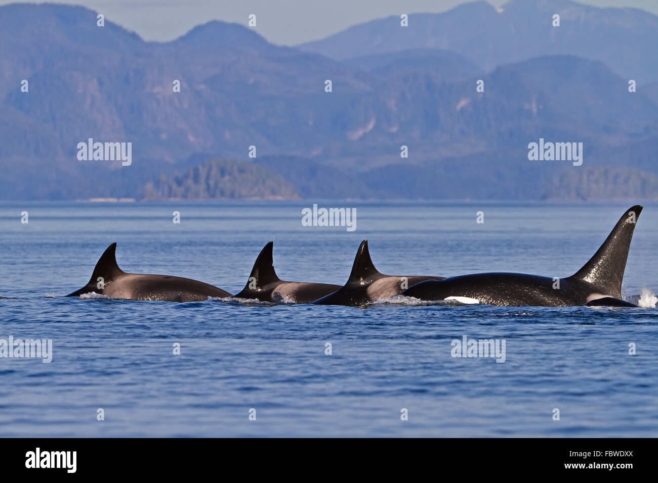 Transitori balene killer (orca, Orcinus orca, T30's & T137's) dopo l uccisione di un leone di mare off Malcolm isola vicino a Donegal Testa, Brit Foto Stock