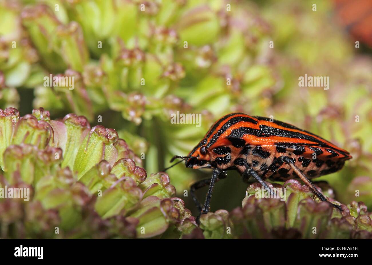 Graphosoma lineatum Foto Stock