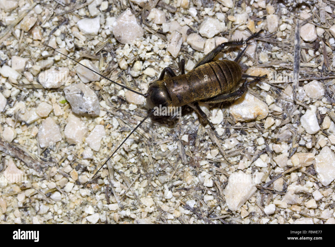 Campo ninfa di cricket, genere Gryllus Foto Stock