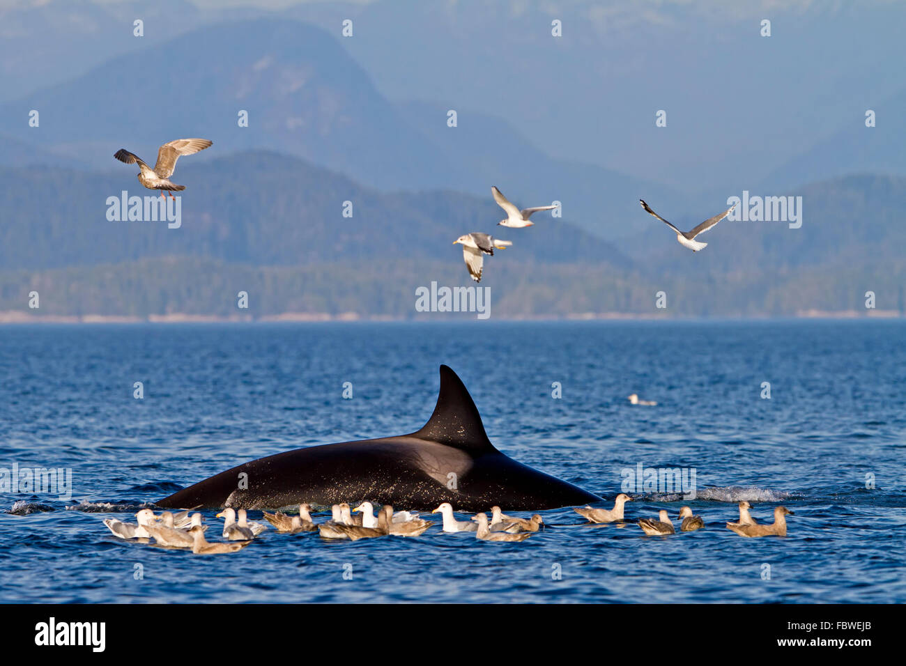 Transitori balene killer (orca, Orcinus orca, T30's & T137's) dopo l uccisione di un leone di mare off Malcolm isola vicino a Donegal Testa, Brit Foto Stock
