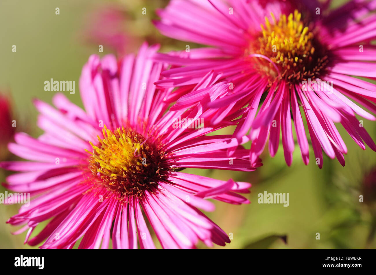 Aster Foto Stock