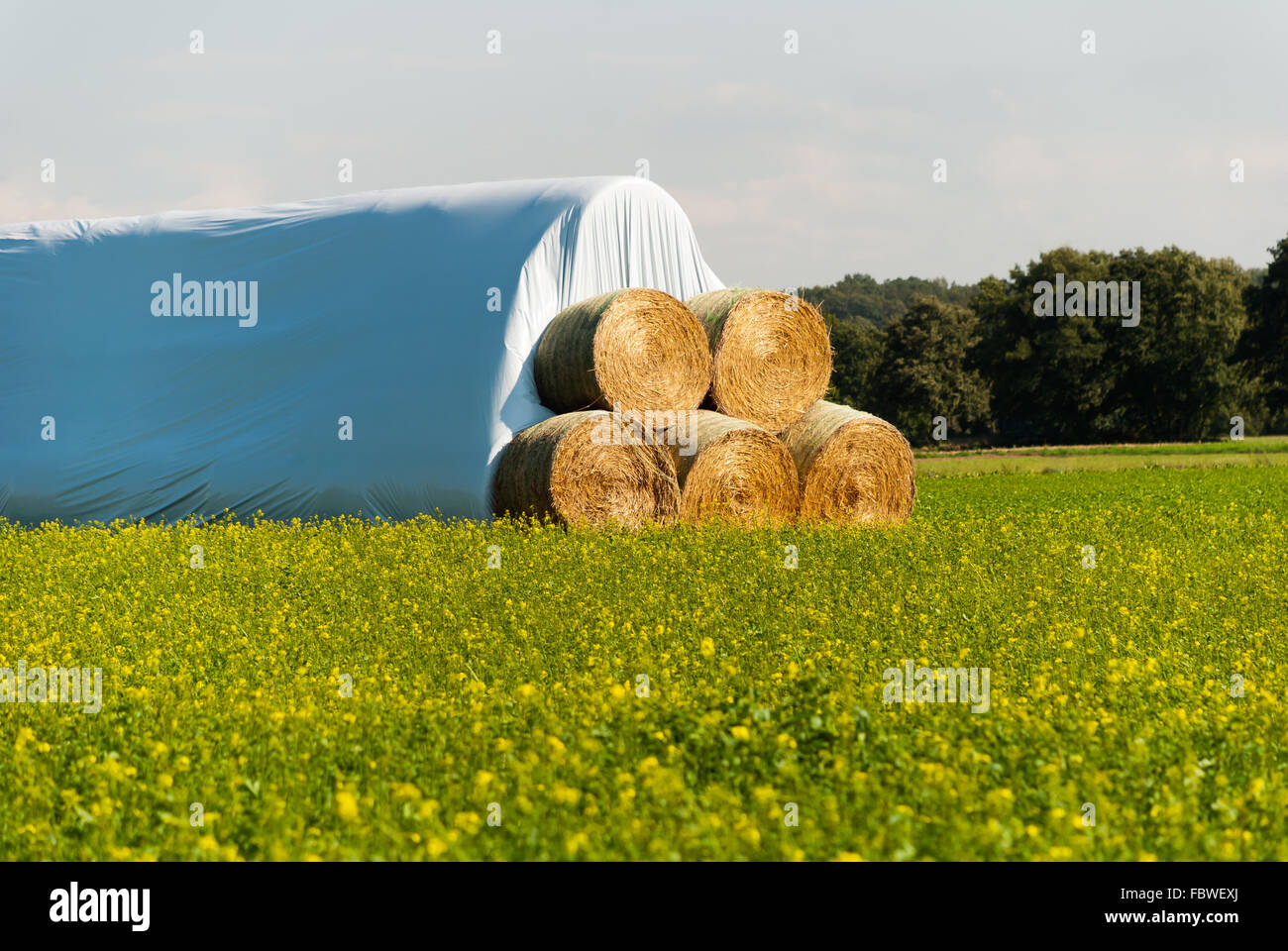 Balle di paglia Foto Stock