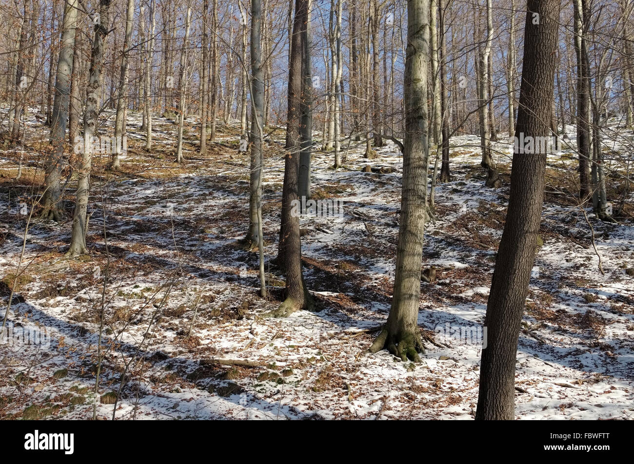 A Buchenwald im inverno - foresta di faggio in inverno 01 Foto Stock