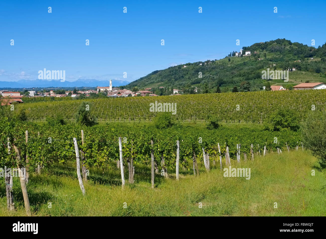 Friuli Weinberge - Friuli vigneti in estate Foto Stock