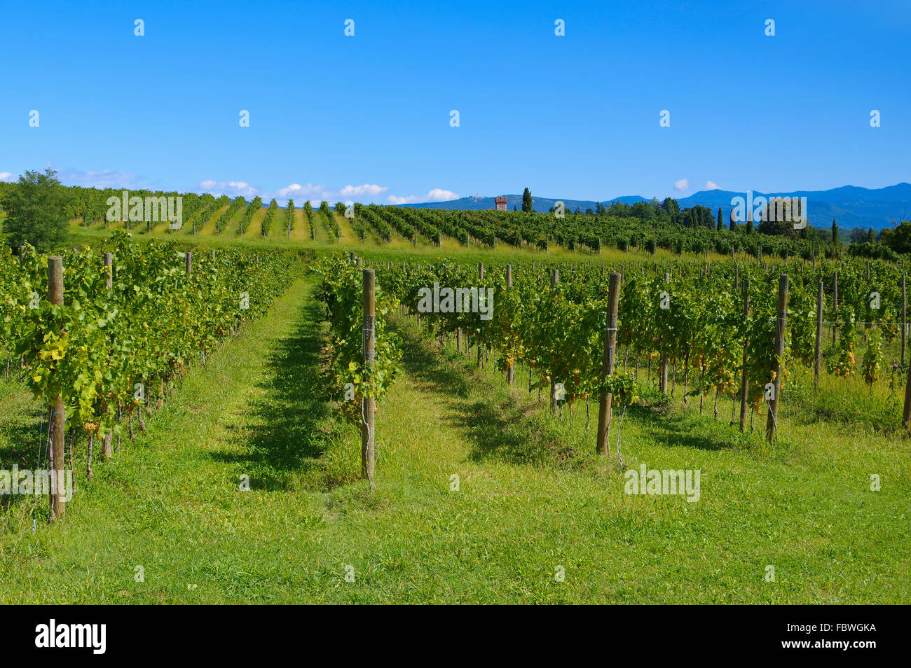 Friuli Weinberge - Friuli vigneti in estate Foto Stock