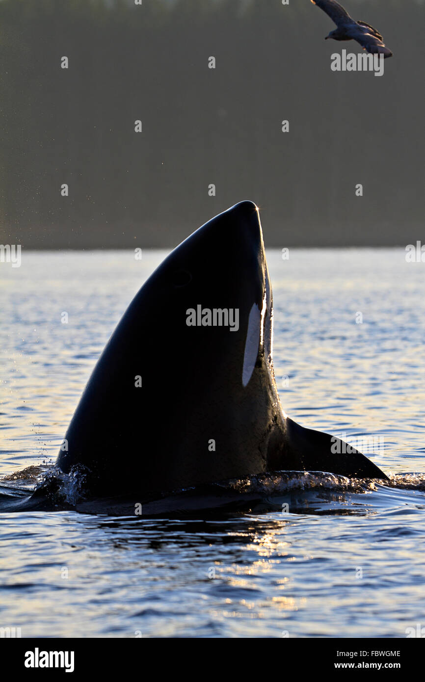 Transitori balene killer (orca, Orcinus orca, T30's & T137's) dopo l uccisione di un leone di mare off Malcolm isola vicino a Donegal Testa, BC Foto Stock
