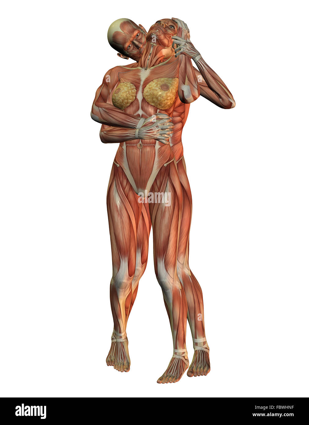 Anatomia e la struttura muscolare Foto Stock