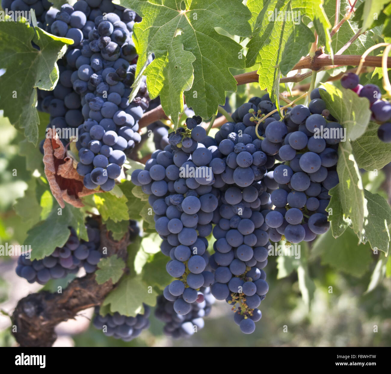 Rosso uva sulla vite Foto Stock