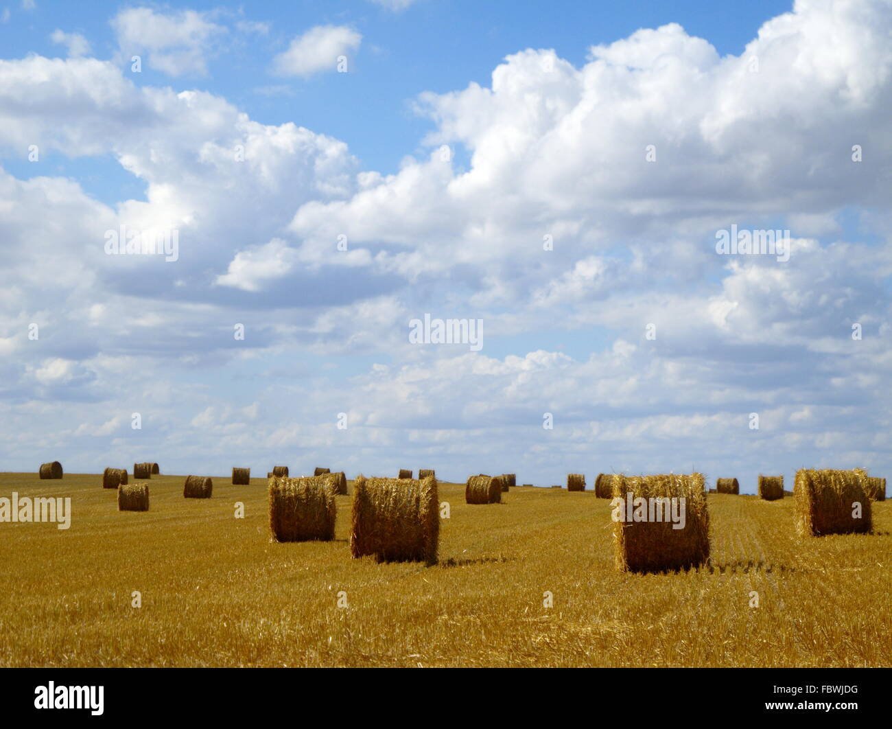 Round di balle di paglia Foto Stock