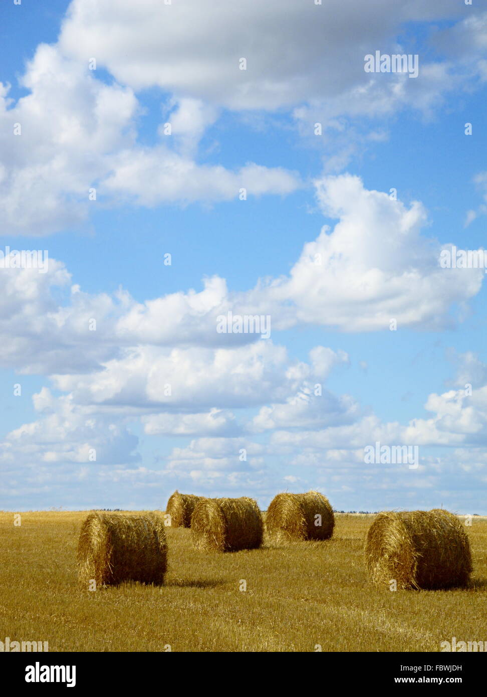 Round di balle di paglia Foto Stock