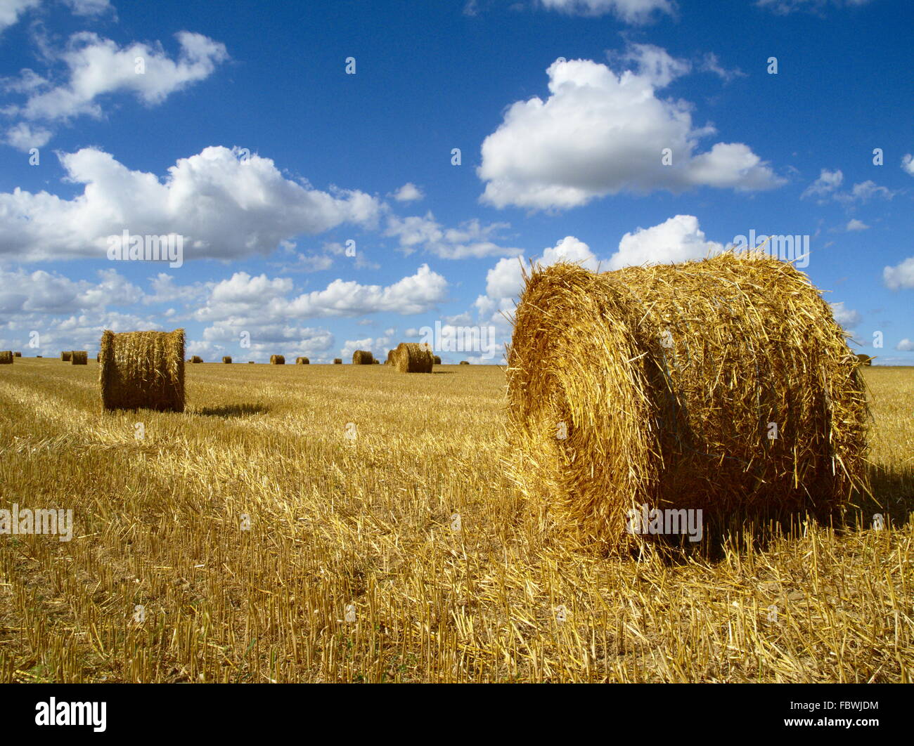 Round di balle di paglia Foto Stock