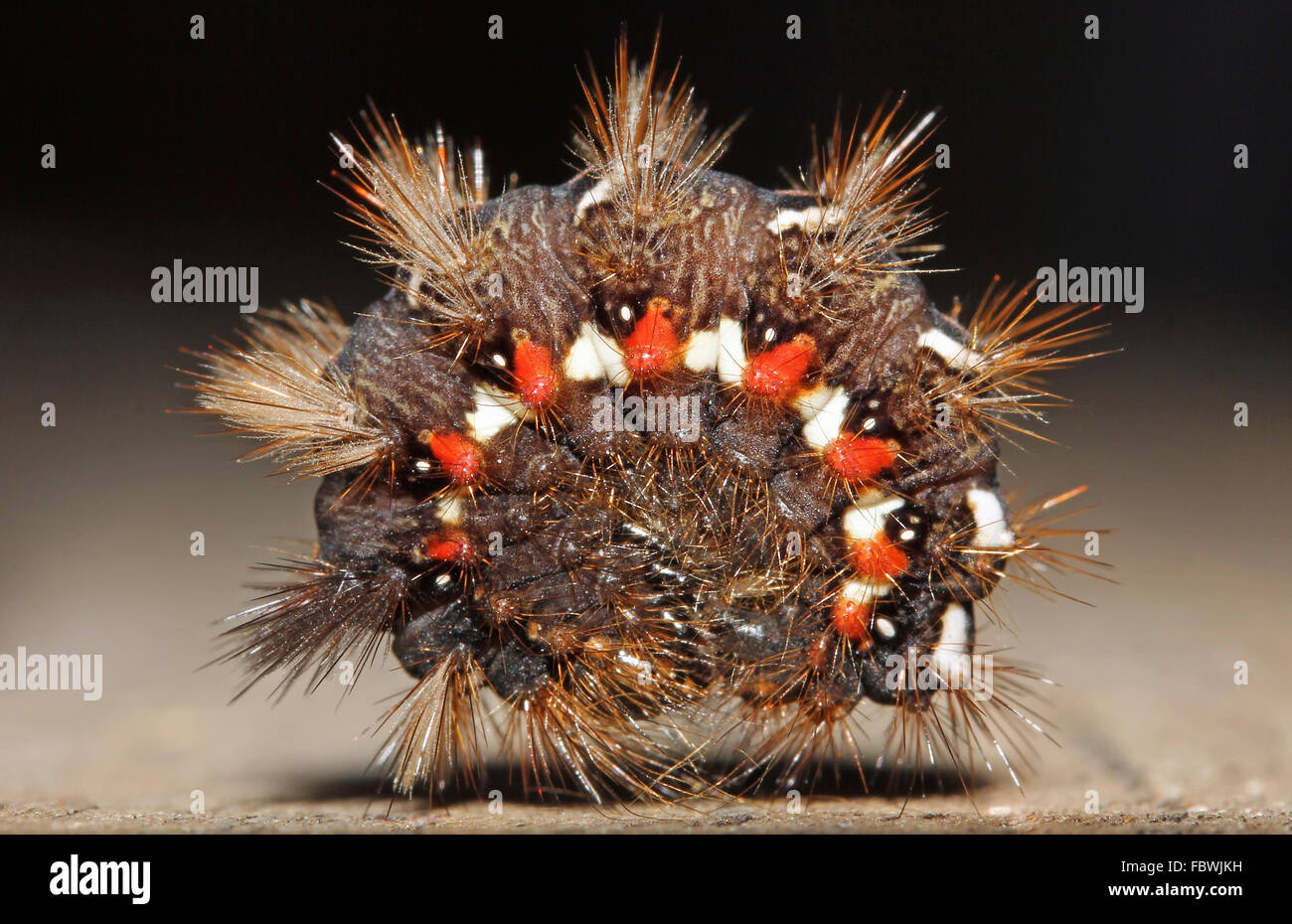 Acronicta rumicis Foto Stock