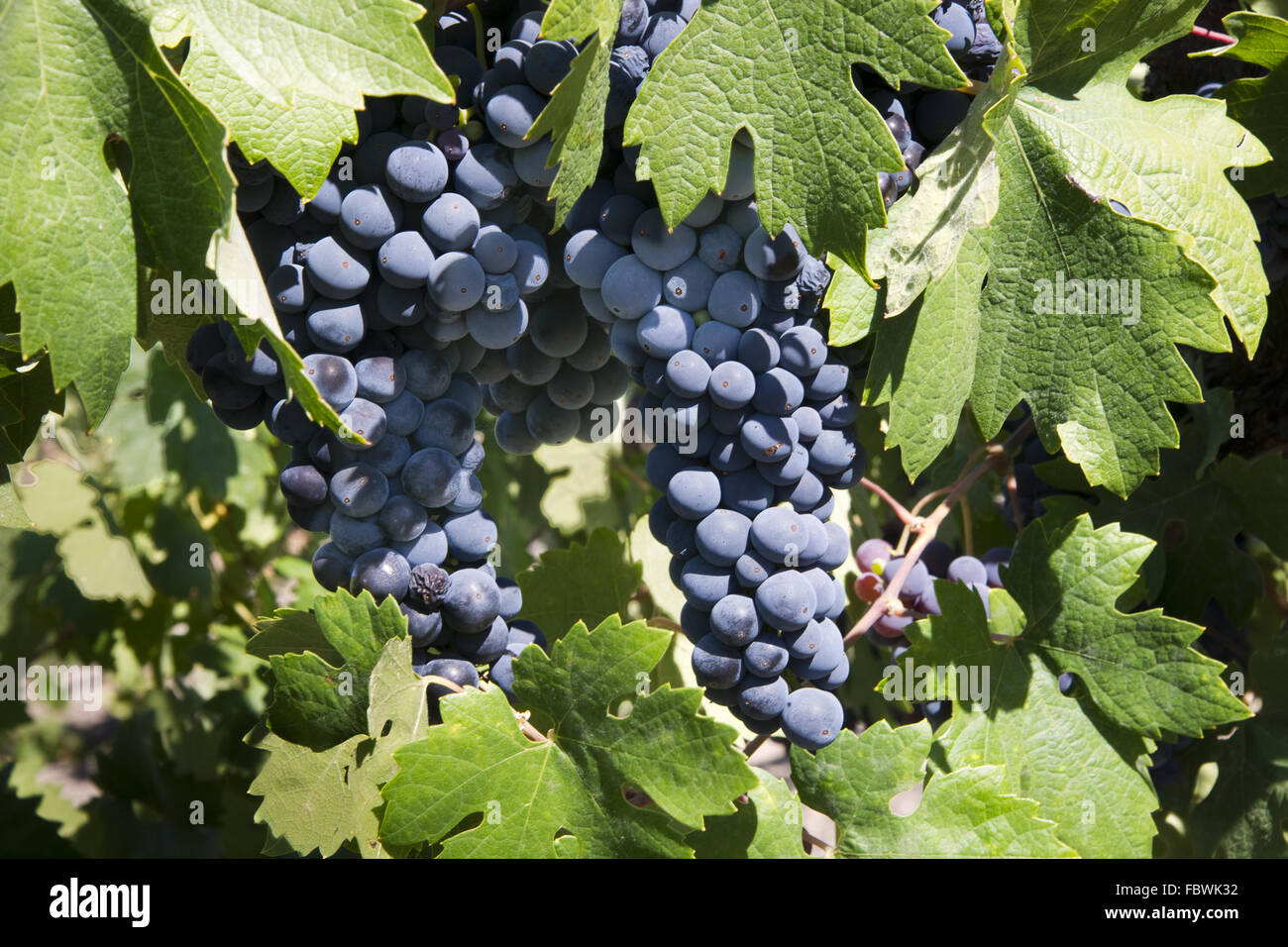 Rosso uva sulla vite Foto Stock