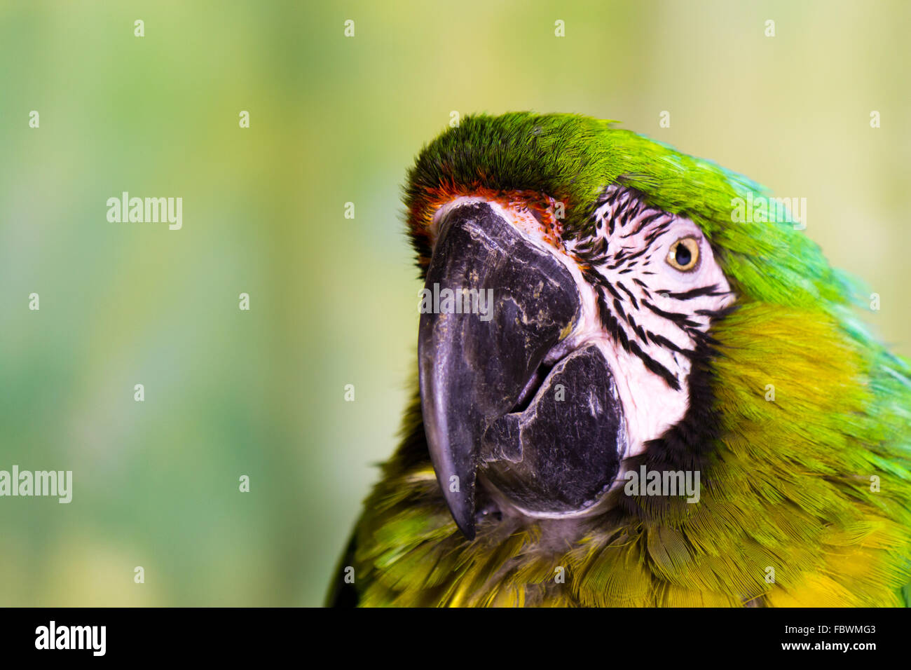 Militari pappagalli macaw Foto Stock