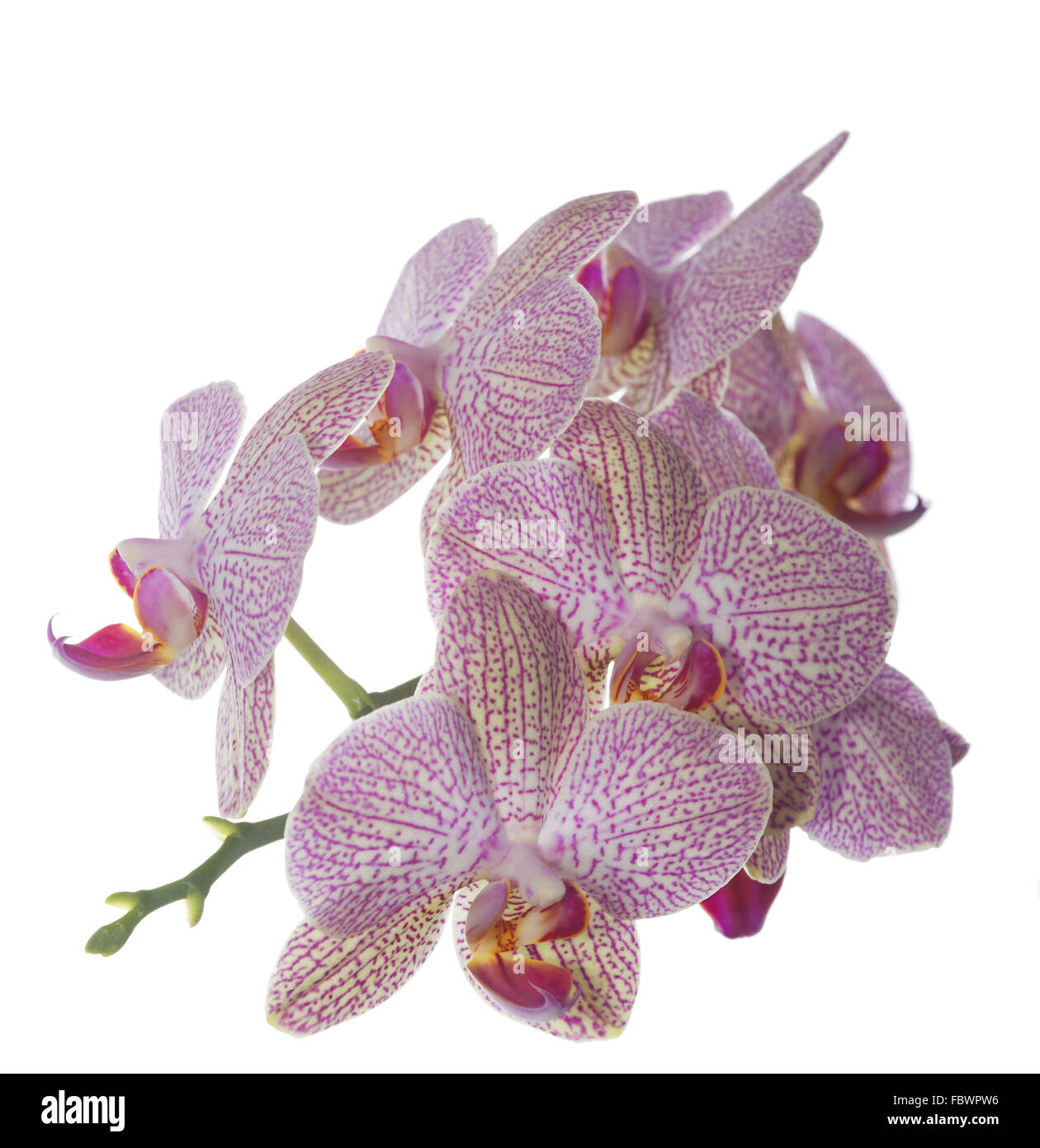 Phalaenopsis fiore spike Foto Stock