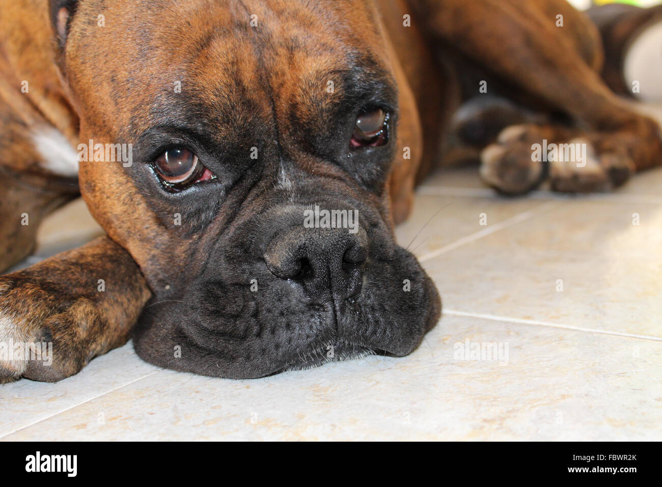 Cane del pugile Foto Stock