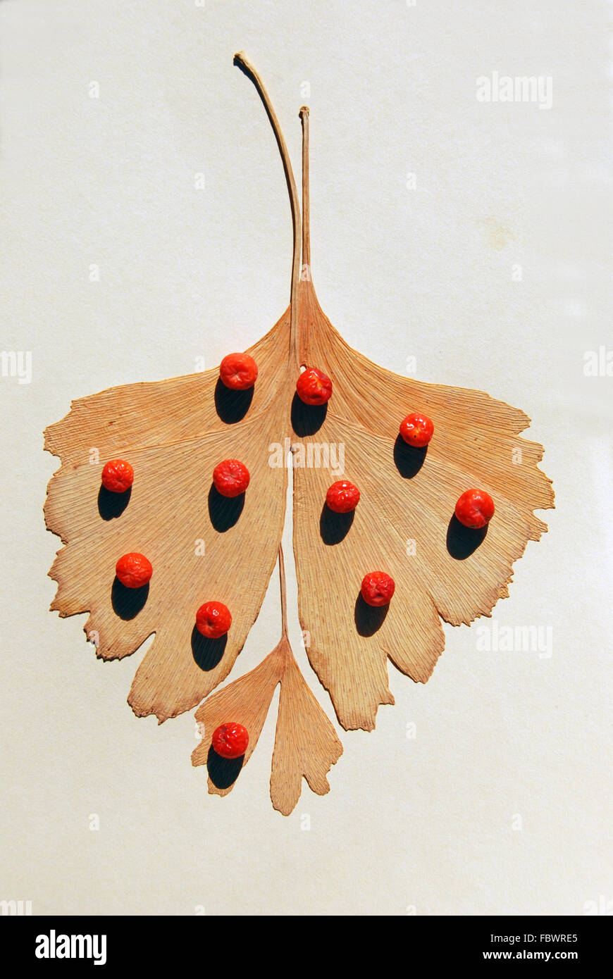 Il Ginkgo e rowan Foto Stock