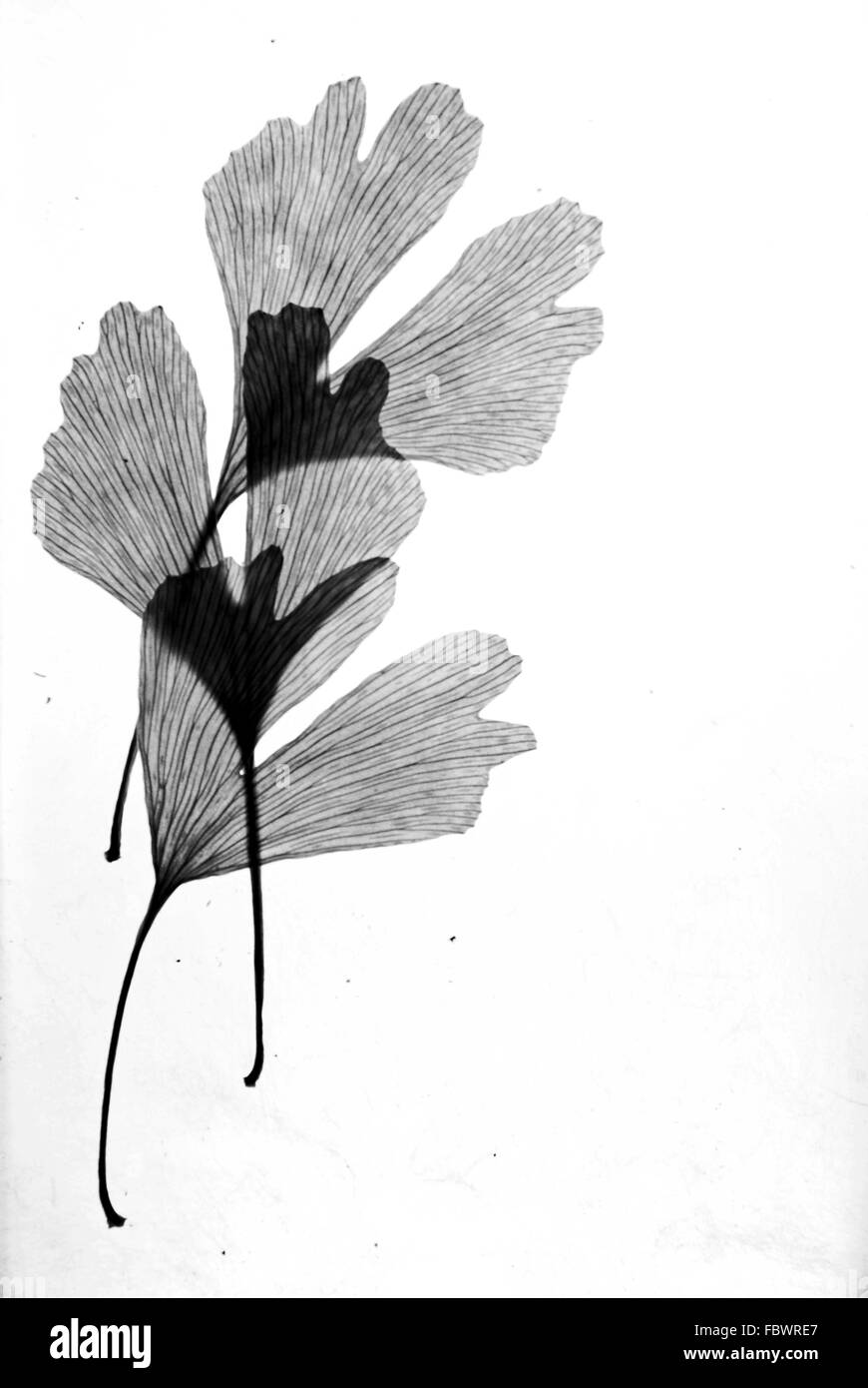 Foglie di ginkgo Foto Stock