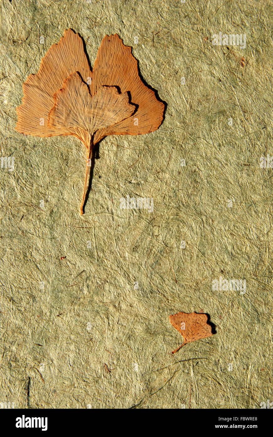 Foglie di ginkgo Foto Stock