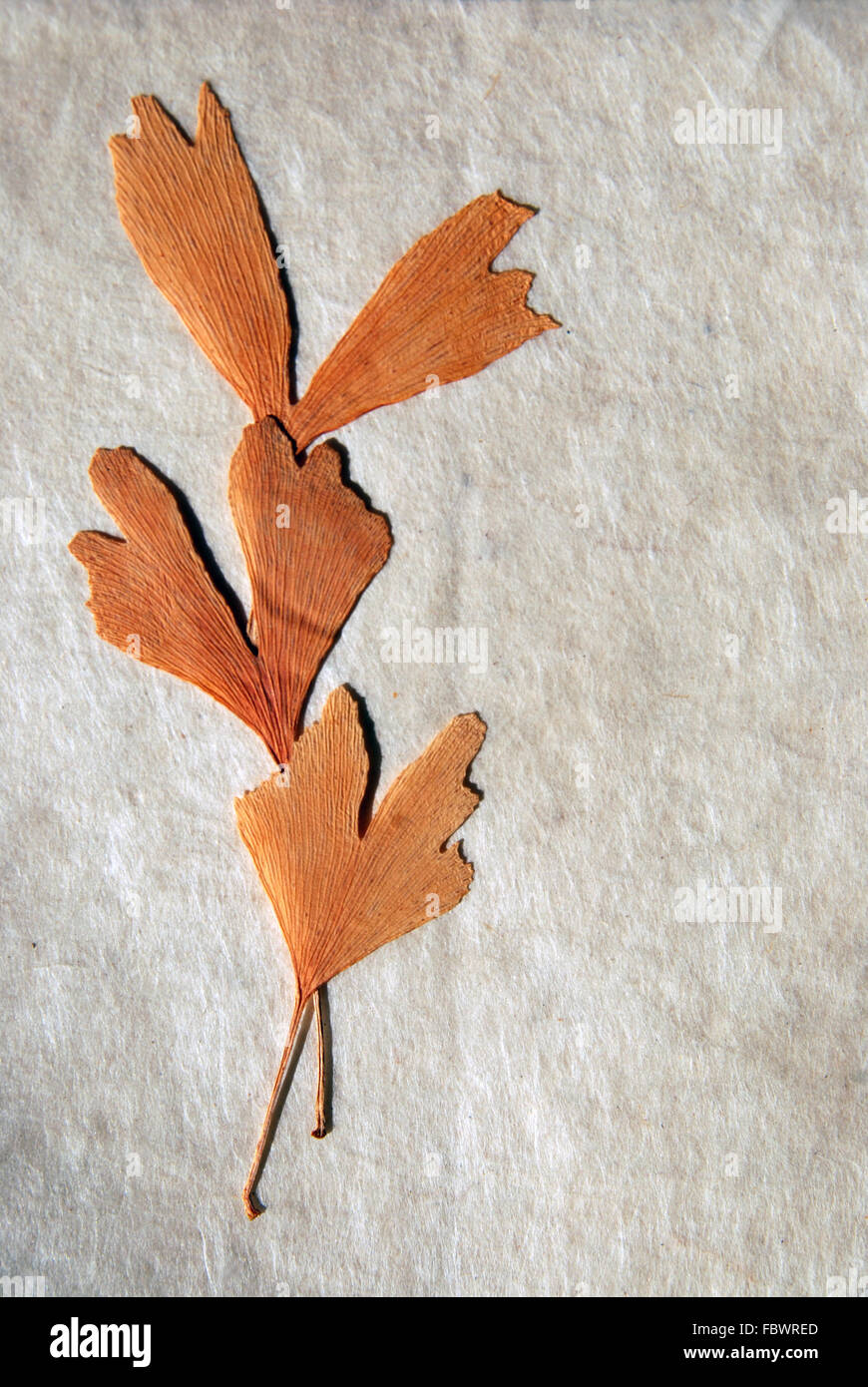 Foglie di Ginkgo su carta di riso Foto Stock