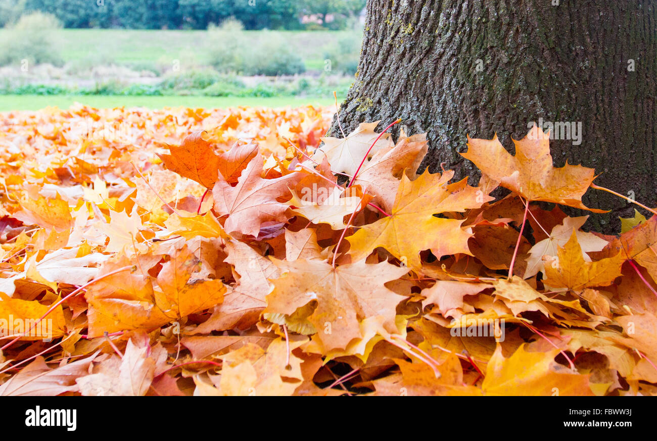 Caduto Foglie di autunno sul terreno alla base di una spessa tronco di albero in un parco. Foto Stock