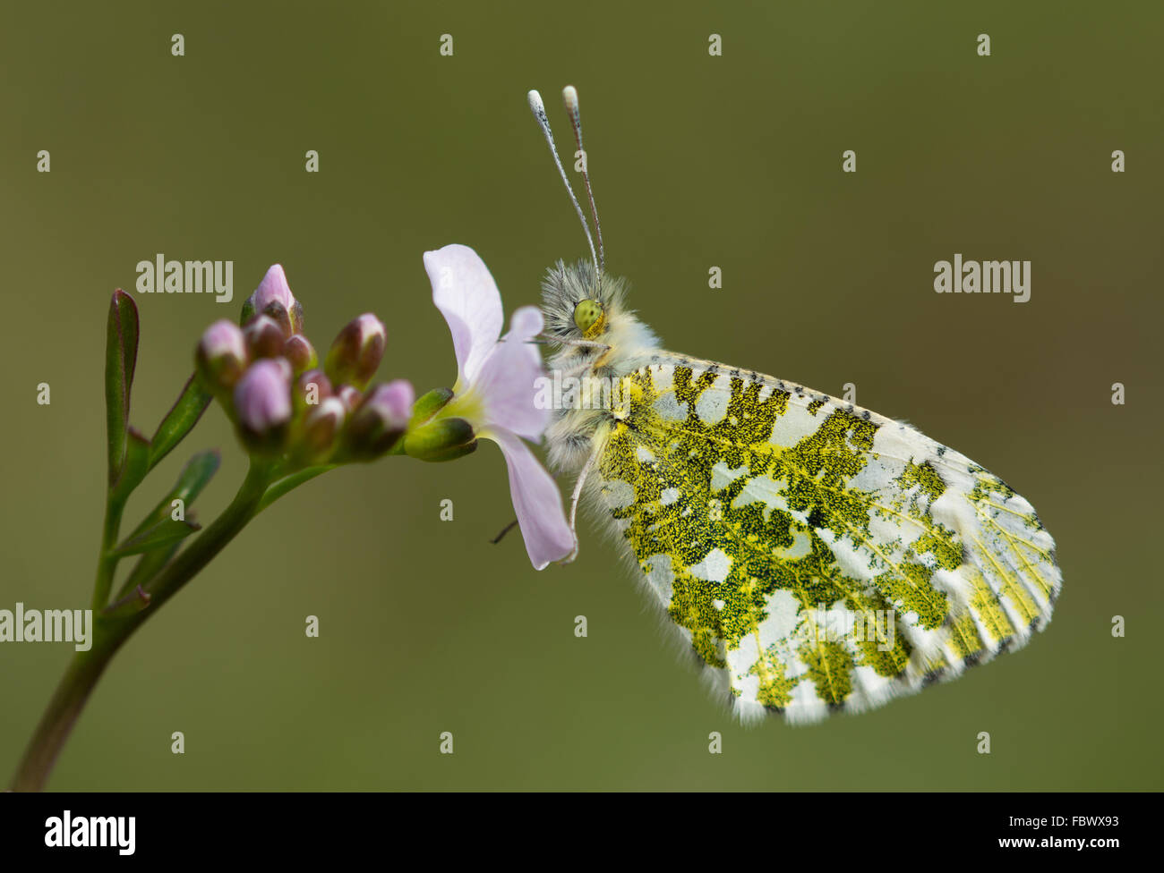 Farfalla a punta d'arancia (Andhokaris cardamines) su cuckoflower (Cardamine pratensis), Regno Unito Foto Stock