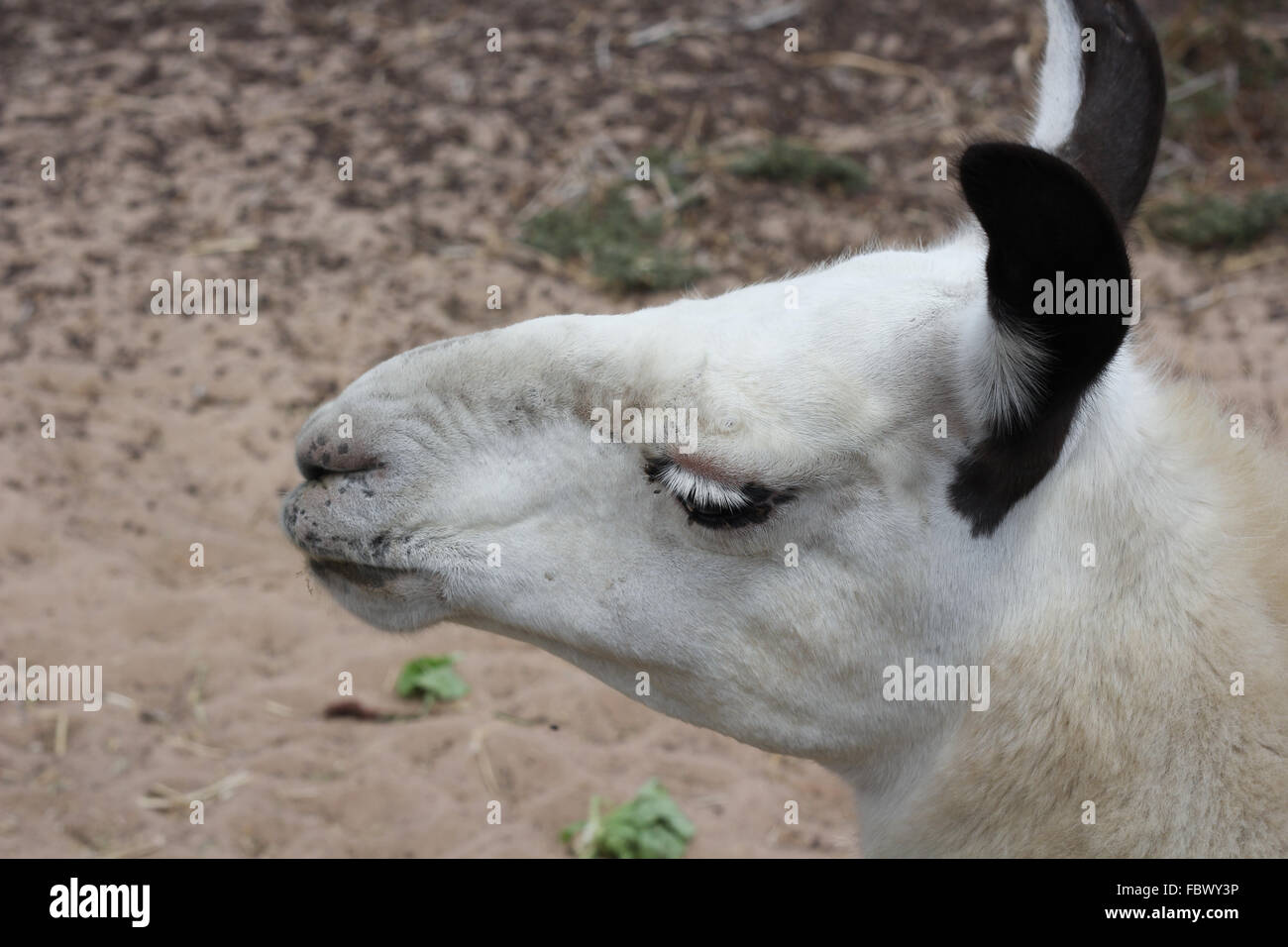 White Llama dal lato Foto Stock