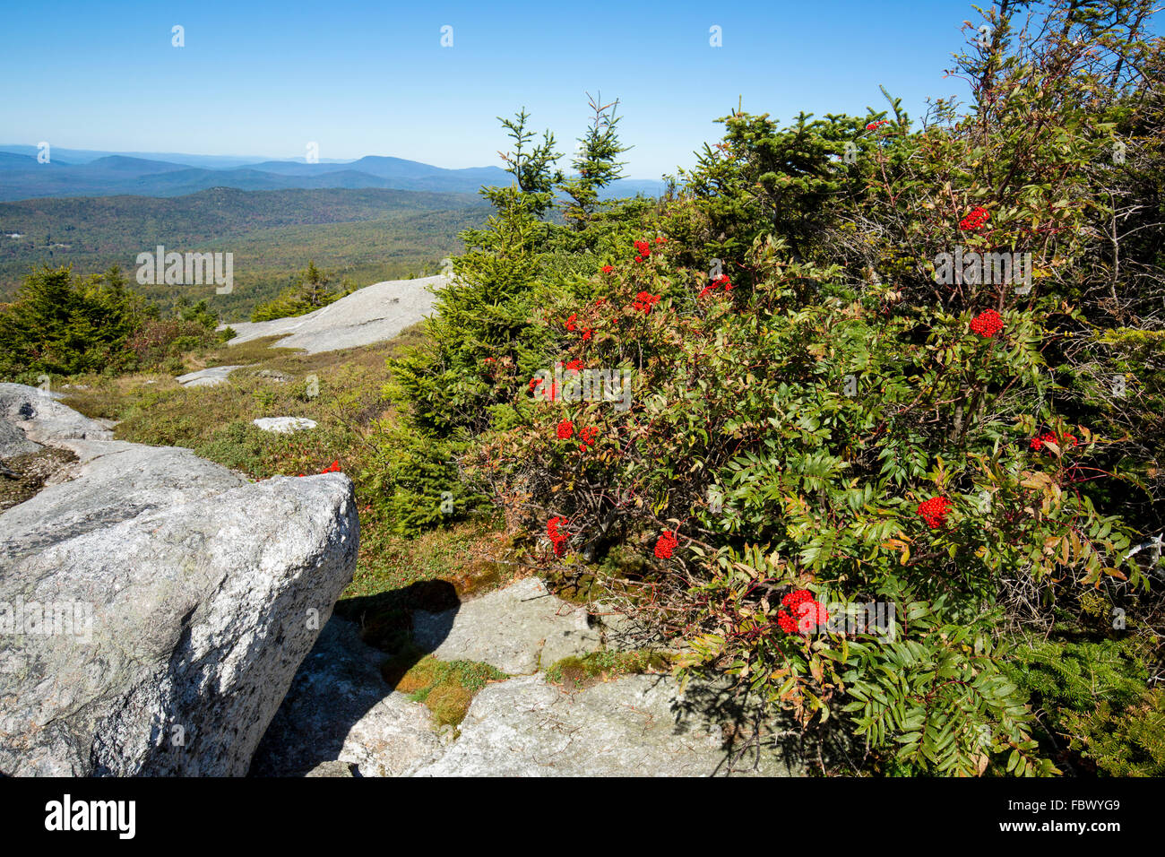 Bacche rosse di American Monte Ceneri, Sorbus americana, sulla cima di Mt. Cardigan in Grafton County, New Hampshire. Foto Stock